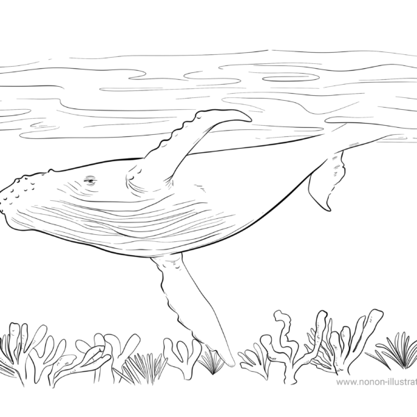 Coloriage gratuit de baleine à bosse sous l’océan à imprimer au format A4
